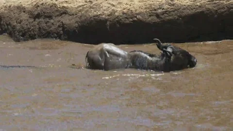 Two crocs attacking an adult gnu crossing the mara river Stock Footage 69244428
