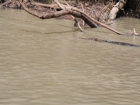TWO CROCS IN RIVER Stock Footage 100386779