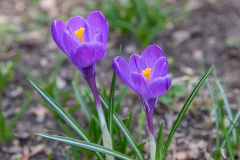 Two crocus flowers Stock Photos