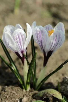 Two crocus flowers Stock Photos