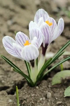 Two crocus flowers Stock Photos