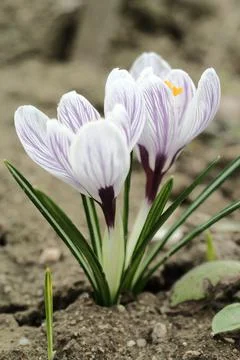 Two crocus flowers Stock Photos