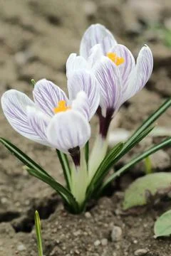 Two crocus flowers Stock Photos