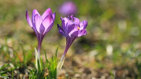 Two crocuses bloom in the sunlight Stock Footage 103786090