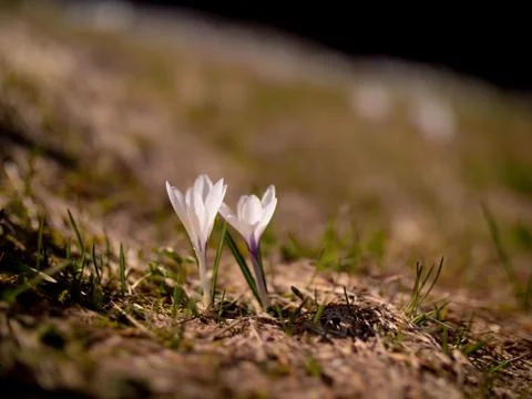 Two crocuses in front of a blurry background Stock Photos