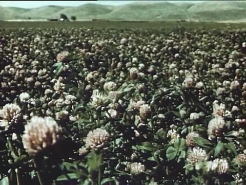 Two cropdusters and weeds, progressive shots after application of 2,4-D - 1955 Stock Footage 119106267