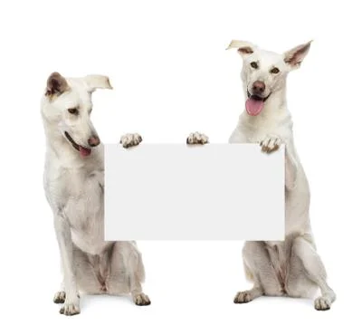 Two Crossbreed dogs sitting and holding white sign against white background Stock Photos