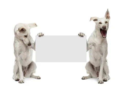 Two Crossbreed dogs sitting and holding white sign against white background Stock Photos