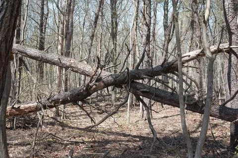 Two crossed fallen trunks in a forest Foto stock