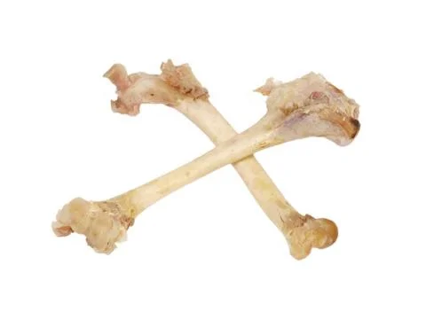Two crossed picked duck bones.isolated. Stock Photos
