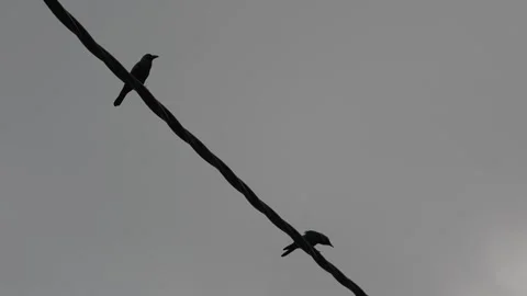 Two crow birds are sitting on a wire 動画素材 325823903