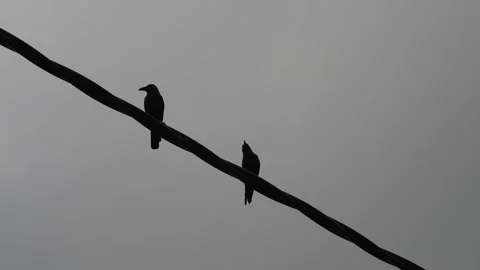 Two crow birds sitting on a wire Vídeo Stock 325768217