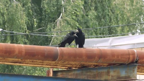 Two crow sit on a rusty tube. One raven caring after another. Vídeos de archivo 161778436