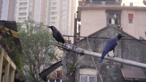Two crow sitting on the light pole, Mumbai, India Stock Footage 299928458