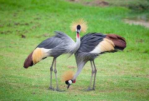Two crowned crane Stock Photos