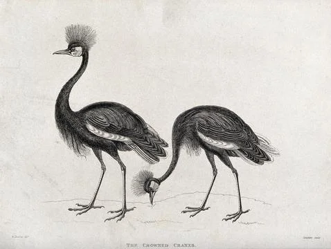 Two crowned cranes. Etching by Simpkins after W. Panormo. Stock Illustration