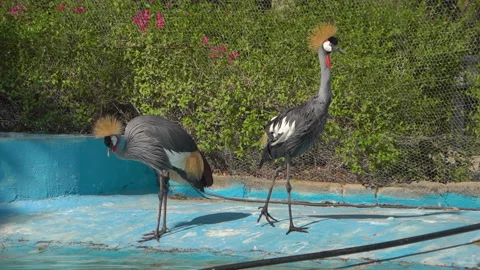 Two crowned cranes standing at the side of a pond Stock Footage 154710050
