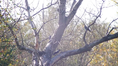 Two Crows and one Magpie On the Tree Stock-Footage 81355532