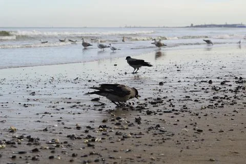 Two Crows and Seagulls by the Shore, Beach Scene Stock Photos