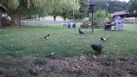 Two crows and two magpies share the peanuts at the feeding place Video stock 89092371
