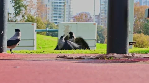 Two crows are fighting hard in the park. Slow motion video. Stock Footage 204771179