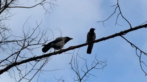 Two crows are sitting on a bare tree branch. 스톡 동영상 322159123
