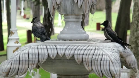 Two crows bathing on a fountain, close-up crows in Gulhane park fountain Stock Footage 200106136