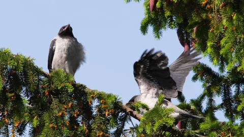 Two crows on a branch Stock Footage 244828337