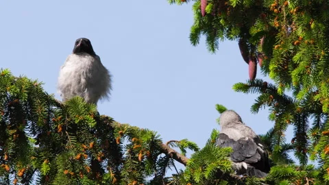 Two crows on a branch Stock Footage 272485149