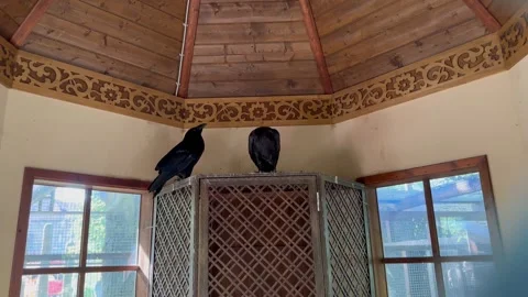 Two crows on a closet in the room Stock Footage 277070763