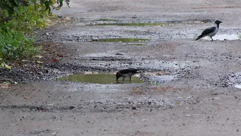 Two crows on a country road among puddles. Stock Footage 162027355