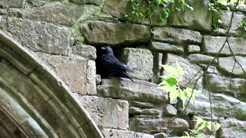 Two crows, couple landing and taking off from their hole in stone wall. Vídeos de archivo 306308349