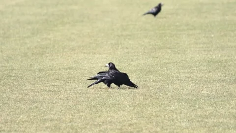 Two crows on a dry grass field on a hot summer day Stock Footage 283383363