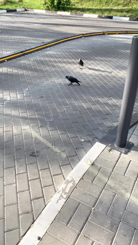 Two crows eat food after people. Vertical video 库存影片 281175373