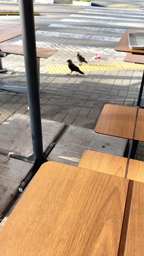 Two crows eat fries after people. Vertical video  Stock Footage 281175456