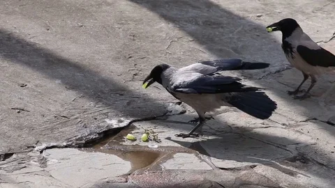 Two crows eat green grape Stock Footage 120161240