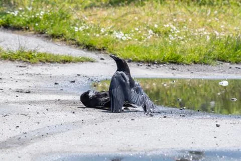 Two crows fighting with each other on the ground. Foto stock