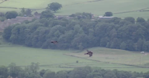 Two Crows flapping wings across the countryside Stock-Footage 245505311