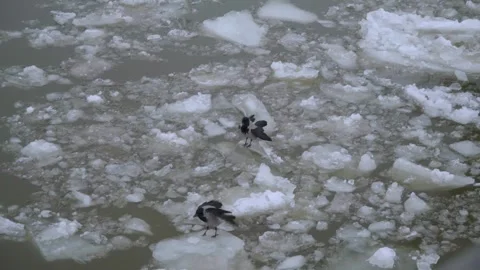 Two Crows on Floating Ice Floes in an Icy River on an Overcast Winter Day. 스톡 동영상 331237397