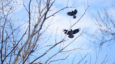 Two crows fly over a tree branch against the sky. Stock Footage 129093334