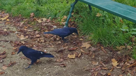 Two Crows Foraging On The Ground In An Autumn Park 스톡 동영상 326372182
