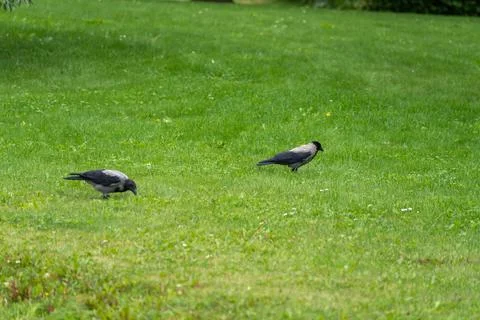 Two crows foraging together in a green lawn Foto stock