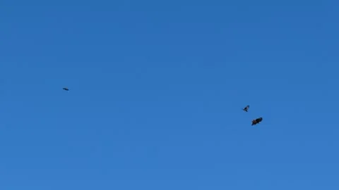 Two crows harass a hawk in a cloudless sky Stock Footage 315413175