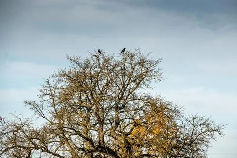 Two crows on a high tree and the blue sky Фото