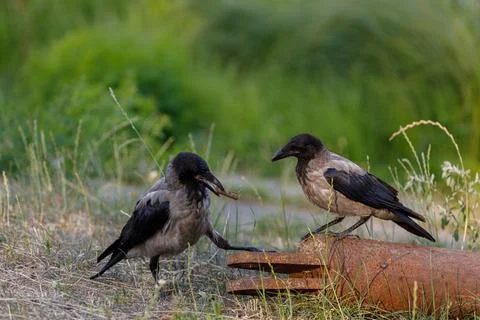 Two Crows Interacting on a Rusty Pipe in a Green Meadow Surrounded by Tall Grass Stock Photos