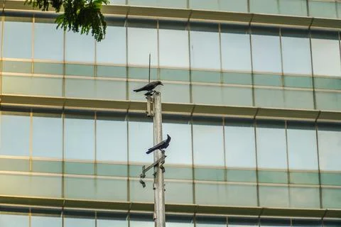Two crows on an iron pole look each other with city building background Stock Photos