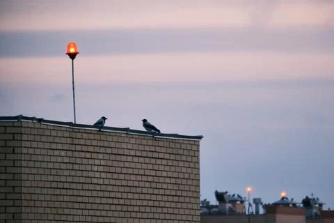 Two crows looking at each other on the roof of a house Stock Photos