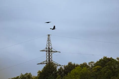 Two crows maneuver over a forest and a power line support Stock Photos