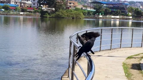 Two crows or ravens sitting on a railing by a lake in Nepal Stock Footage 219309201