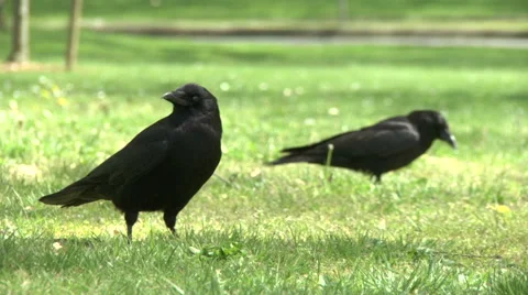 Two crows in a park Video stock 49861657